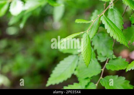 A species of the Zelkova tree, Zelkova serrata, keyaki, Japanese zelkova , Kinme keyaki. A tree species often used in bonsai. Young green yellow leave Stock Photo