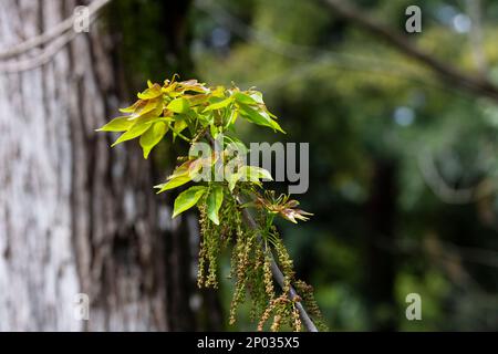 Bishop wood Bischofia javanica young castings and flowers in the shape of earrings on a sunny spring day Stock Photo