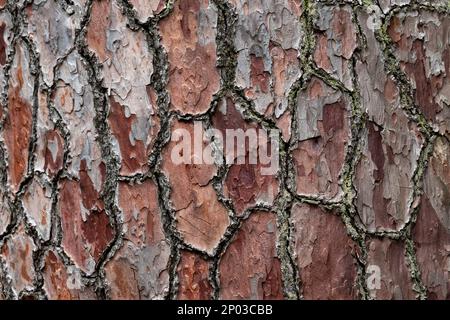 Beautiful tree in a eastern europe forest. natural wooden background Stock Photo