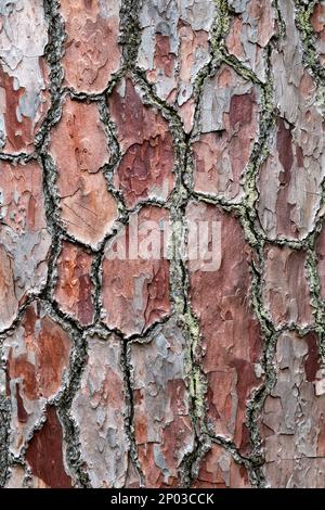 Beautiful tree in a eastern europe forest. natural wooden background Stock Photo