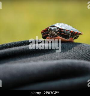 Baby Painted Turtle Sitting on Black Fabric in Summer Stock Photo