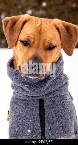 Brown Potcake Dog Posing in the Winter Snow, Hedge Background Stock Photo