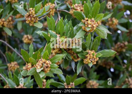 Laurus nobilis, Grecian laurel or sweet true laurel is an aromatic evergreen tree or large shrub with green, glabrous leaves, in flowering plant famil Stock Photo