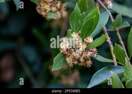Laurus nobilis, Grecian laurel or sweet true laurel is an aromatic evergreen tree or large shrub with green, glabrous leaves, in flowering plant famil Stock Photo