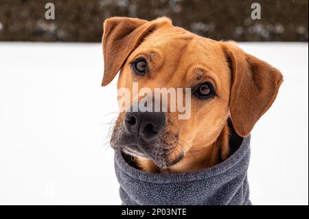 Brown Potcake Dog Posing in the Winter Snow, Hedge Background Stock Photo