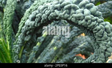 The leathery bubbly leaves of Tuscan kale curl and and away from the plant's centre Stock Photo