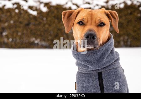 Brown Potcake Dog Posing in the Winter Snow, Hedge Background Stock Photo