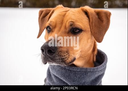 Brown Potcake Dog Posing in the Winter Snow, Hedge Background Stock Photo