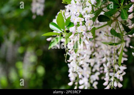 Selective focus ofwhite flowers Wisteria sinensis or Blue rain, Chinese wisteria is species of flowering plant in the pea family, Its twisting stems a Stock Photo