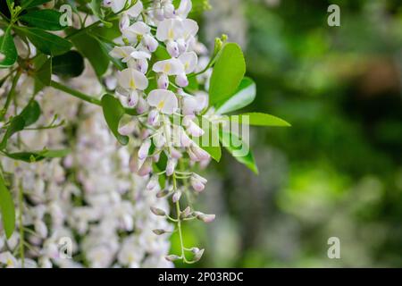 Selective focus ofwhite flowers Wisteria sinensis or Blue rain, Chinese wisteria is species of flowering plant in the pea family, Its twisting stems a Stock Photo