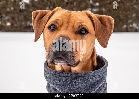 Brown Potcake Dog Posing in the Winter Snow, Hedge Background Stock Photo