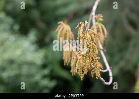 Bishop wood Bischofia javanica young castings and flowers in the shape of earrings on a sunny spring day Stock Photo