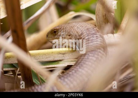 A closeup of the sheltopusik, Pseudopus apodus, also called Pallas' glass lizard selective focus Stock Photo