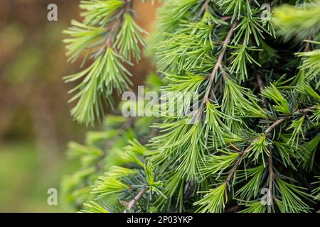 Young bright green needles of Himalayan cedar Cedrus Deodara, Deodar growing on embankment of resort town of Adler. Close-up. Black Sea. Blurred backg Stock Photo