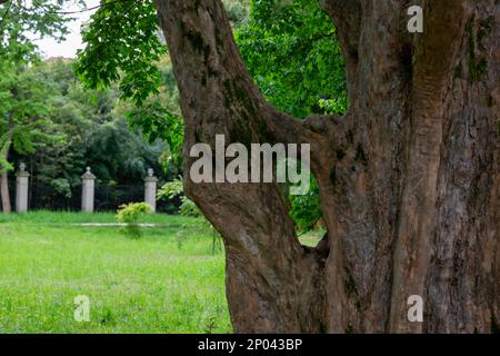 A cclose up view from inside the tree with hollow. Unusual inside view of tree trunk. It is a summer sunny day. Blurred trees are visible in the backg Stock Photo
