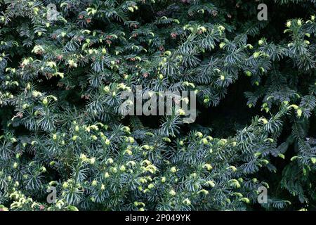 blooming fir branch. Fir branches with fresh shoots in spring. Young growing fir tree sprouts on branch in spring forest. Spruce branches on a green b Stock Photo