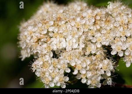 Flowers of common mountain ash. Numerous white Rowan flowers are collected in dense corymbose inflorescences that appear at the ends of branches. Stock Photo