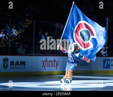 Colorado Avalanche mascot Bernie the St. Bernard in the first period of an  NHL hockey game Tuesday, Feb. 5, 2019, in Denver. (AP Photo/David  Zalubowski Stock Photo - Alamy