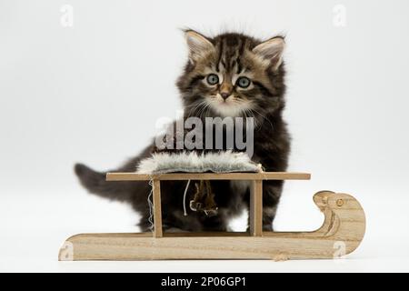 Siberian kitten on a sled Stock Photo