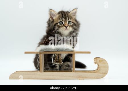 Siberian kitten on a sled Stock Photo