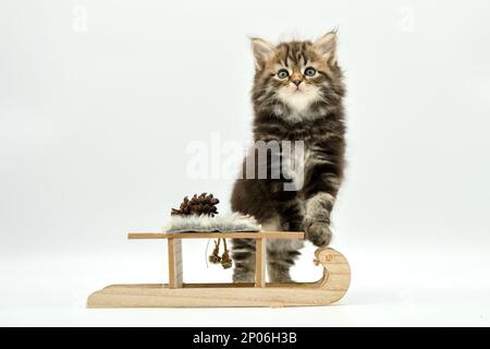 Siberian kitten on a sled Stock Photo