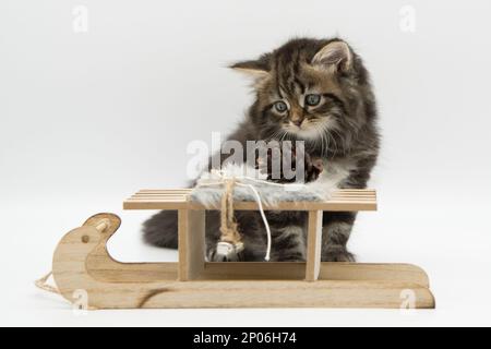 Siberian kitten on a sled Stock Photo