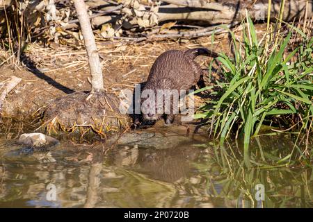 an Oriental Small-clawed Otter (Aonyx cinereus) cub wants to swim in the pond.  It is an otter species native to South and Southeast Asia. Stock Photo