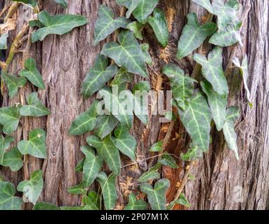 Ivy wraps around a tree trunk. Ivy leaves on the bark of a large tree. Background from leaves and bark. natural pattern Stock Photo