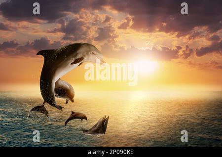 Beautiful bottlenose dolphins jumping out of sea at sunset Stock Photo