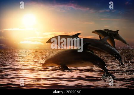 Beautiful bottlenose dolphins jumping out of sea at sunset Stock Photo