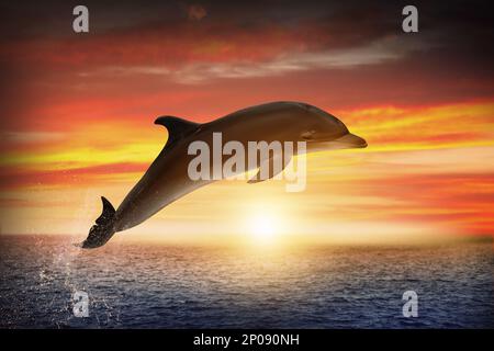 Beautiful bottlenose dolphin jumping out of sea at sunset Stock Photo