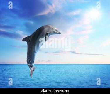 Beautiful bottlenose dolphin jumping out of sea with clear blue water on sunny day Stock Photo