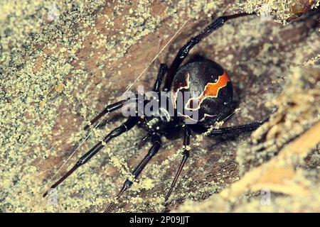 Female New Zealand poisonous katipo spider (Latrodectus katipo) Stock Photo