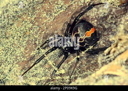 Female New Zealand poisonous katipo spider (Latrodectus katipo) Stock Photo