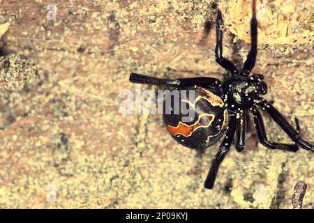 Female New Zealand poisonous katipo spider (Latrodectus katipo) Stock Photo