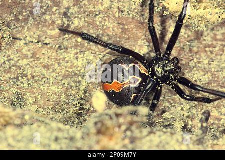 Female New Zealand poisonous katipo spider (Latrodectus katipo) Stock Photo