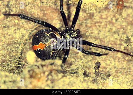 Female New Zealand poisonous katipo spider (Latrodectus katipo) Stock Photo