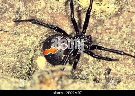 Female New Zealand poisonous katipo spider (Latrodectus katipo) Stock Photo