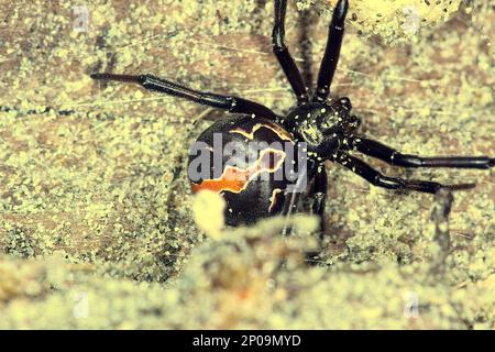 Female New Zealand poisonous katipo spider (Latrodectus katipo) Stock Photo