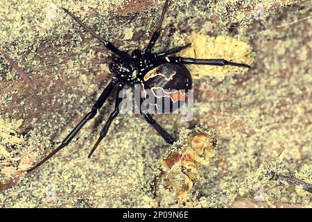 Female New Zealand poisonous katipo spider (Latrodectus katipo) Stock Photo