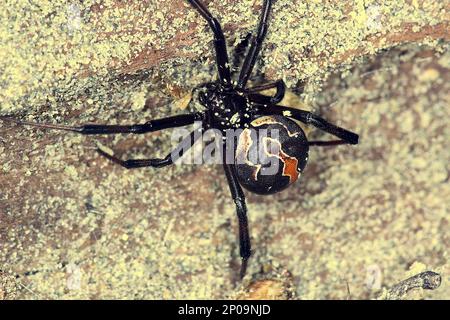 Female New Zealand poisonous katipo spider (Latrodectus katipo) Stock Photo