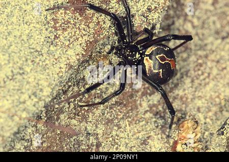 Female New Zealand poisonous katipo spider (Latrodectus katipo) Stock Photo