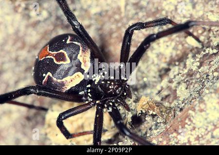 Female New Zealand poisonous katipo spider (Latrodectus katipo) Stock Photo