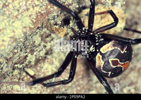 Female New Zealand poisonous katipo spider (Latrodectus katipo) Stock Photo