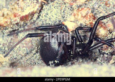 Female New Zealand poisonous katipo spider (Latrodectus katipo) Stock Photo