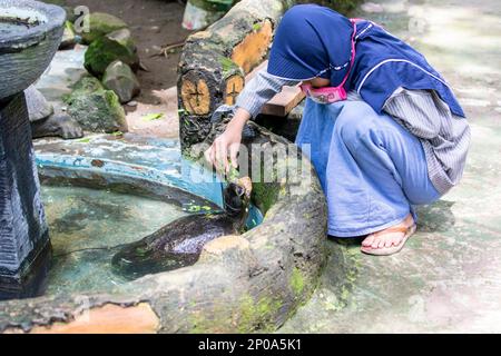 Surabaya Indoensia 24th Dec 2022: A kid is feeding The Malaysian giant turtle (Orlitia borneensis) in the Surabaya zoo. Stock Photo