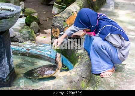 Surabaya Indoensia 24th Dec 2022: A kid is feeding The Malaysian giant turtle (Orlitia borneensis) in the Surabaya zoo. Stock Photo