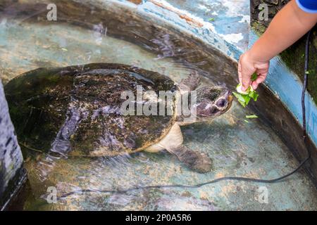 The Malaysian giant turtle (Orlitia borneensis) is a species of turtle in the family Bataguridae. It is found in Indonesia and Malaysia. Stock Photo