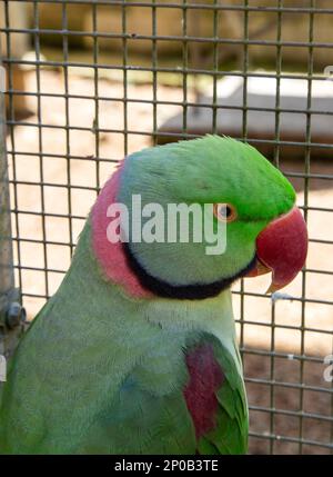 Alexandrine parakeet or Alexandrian parrot, Psittacula eupatria, a medium sized parrot native of South-East Asia and Indian Subcontinent. Stock Photo