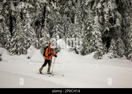 WA23180-00...WASHINGTON - Cross-country skier on groomed ski trail at the summit of Amabilis Mountain in the Wenatchee National Forest. Stock Photo